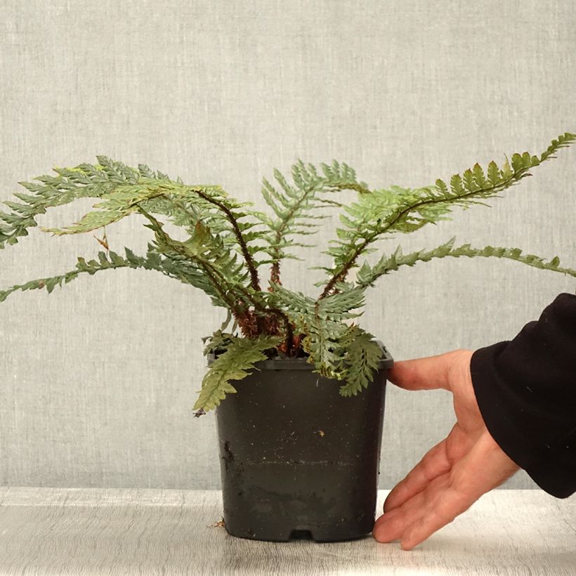 Ejemplar de Polystichum polyblepharum Shiny Holy Fern - Helecho Maceta 2L/3L entregado en otoño