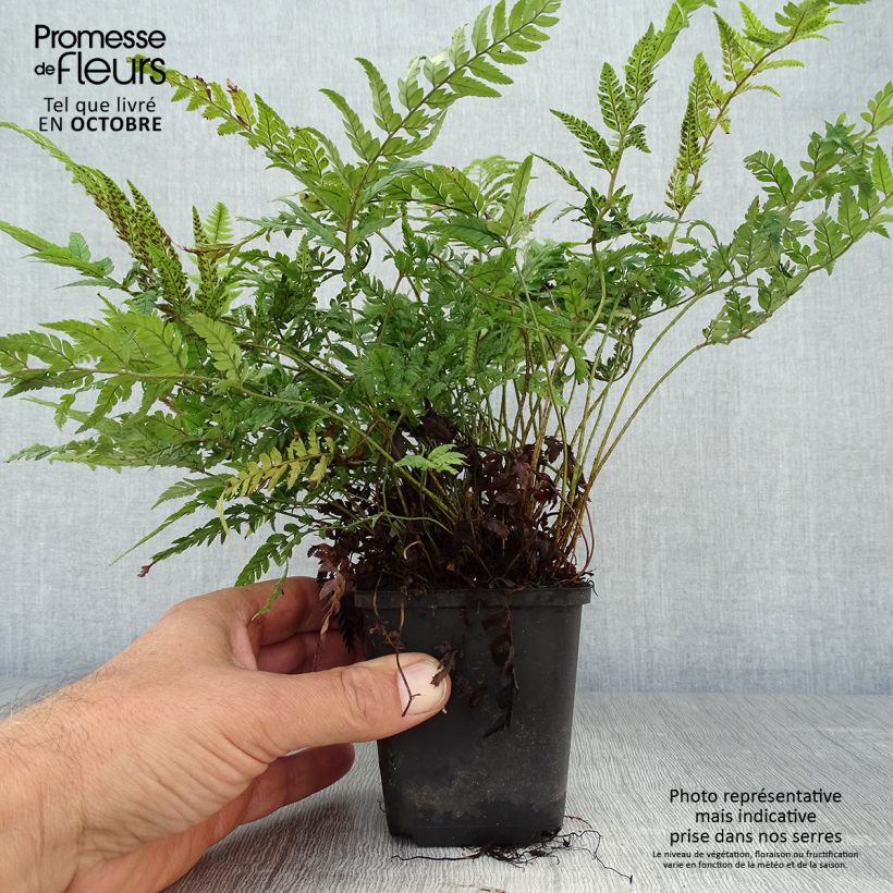 Ejemplar de Polystichum tsus-simense - Helecho Maceta de 8/9 cm entregado en otoño