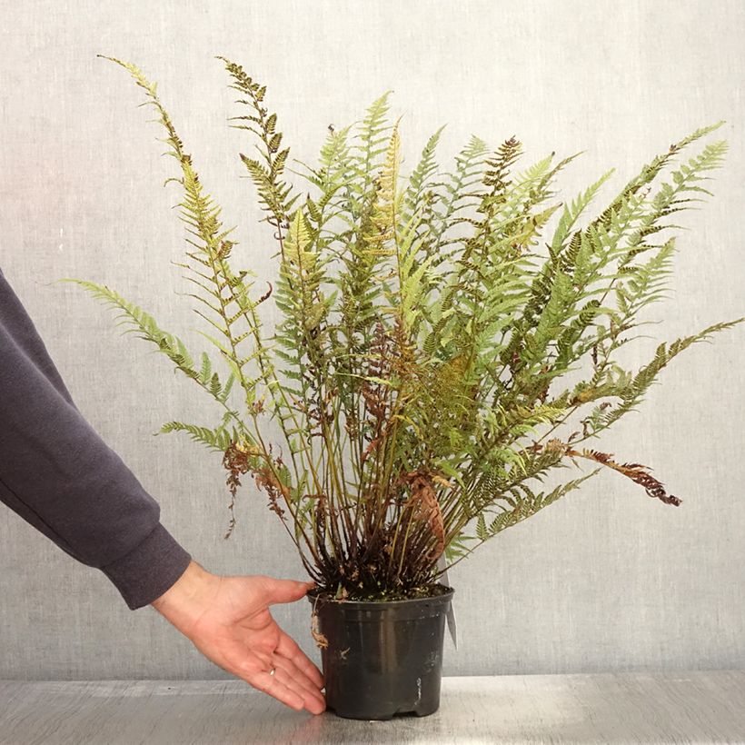 Ejemplar de Polystichum tsus-simense - Helecho Maceta 2L/3L entregado en otoño