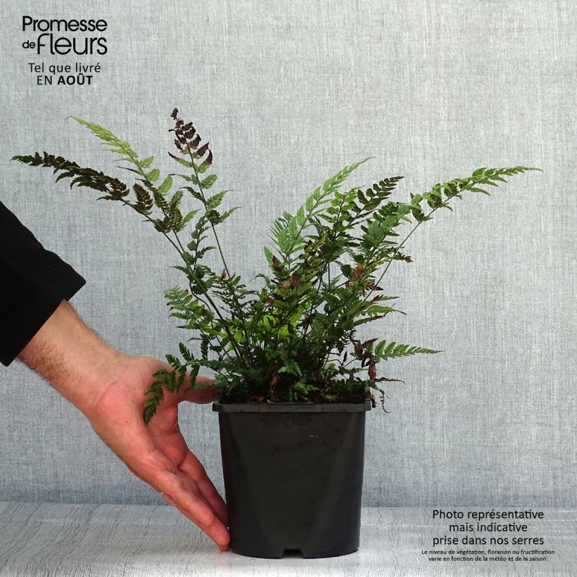 Ejemplar de Polystichum tsus-simense - Helecho Maceta 2L/3L entregado en verano