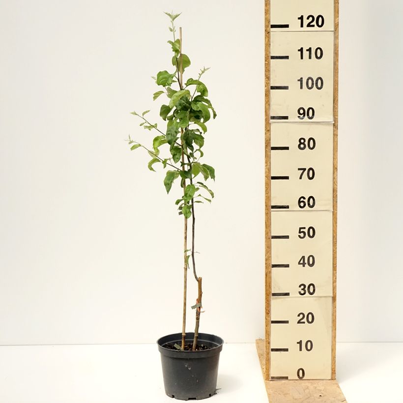 Manzano Antonówka Zwykła Maceta 4L/5L, CopaAltura de entrega aprox. 120/140cm Ejemplar entregado en la primavera