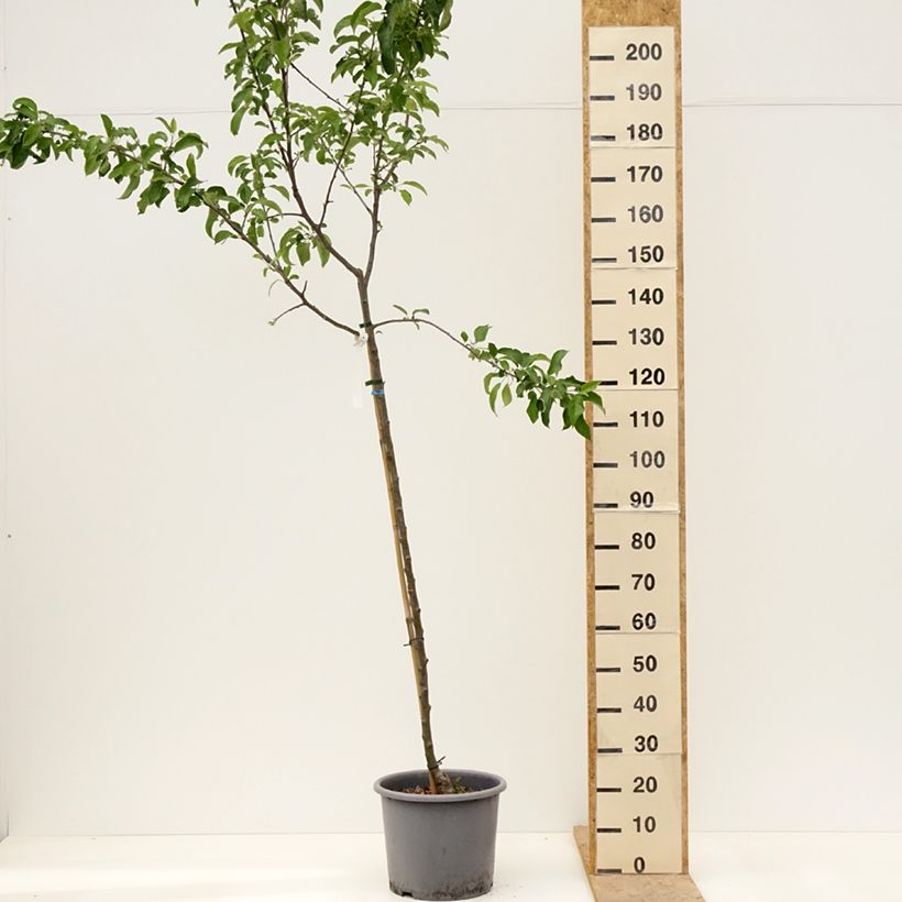 Manzano Belchard ou Chantecler Maceta 12L/15L, Medio talloAltura de entrega aprox. 200/220cm Ejemplar entregado en la primavera