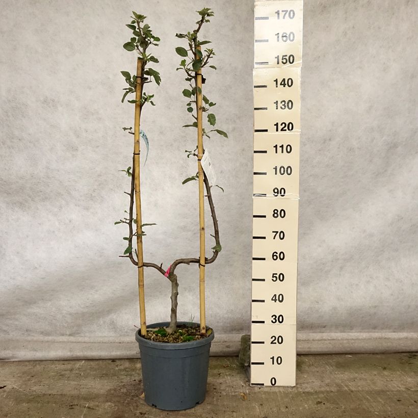 Ejemplar de Manzano Belle de Boskoop Maceta 12L/15L, Poda palmeta simple U entregado en otoño