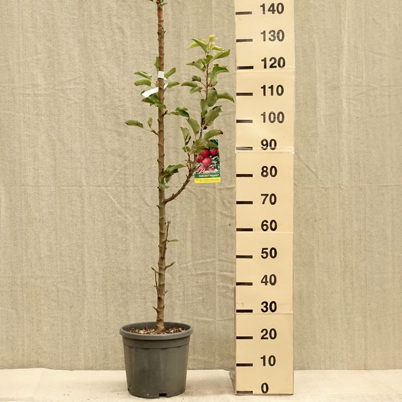 Ejemplar de Manzano columnar Ballerina Maypole Maceta 7,5L/10L, Columnar entregado en otoño