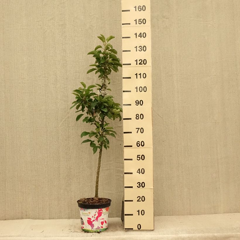 Ejemplar de Manzano columnar Rhapsodie Maceta 6L/7L, Columnar entregado en verano