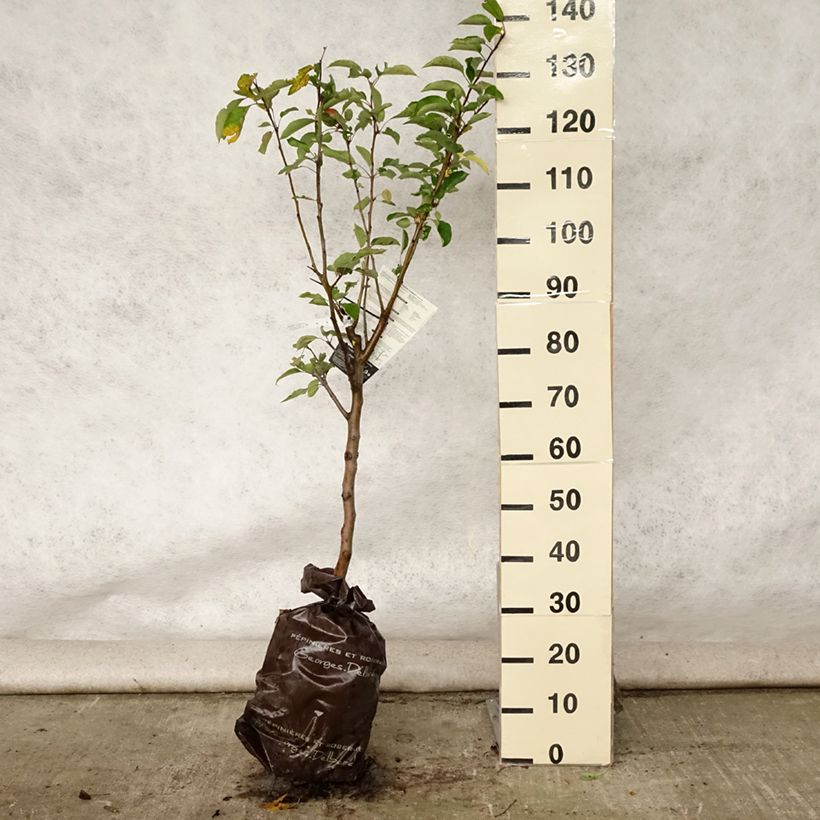 Ejemplar de Manzano Cybèle Cepellón "listo para plantar", CopaAltura de entrega aprox. 100/+cm entregado en verano