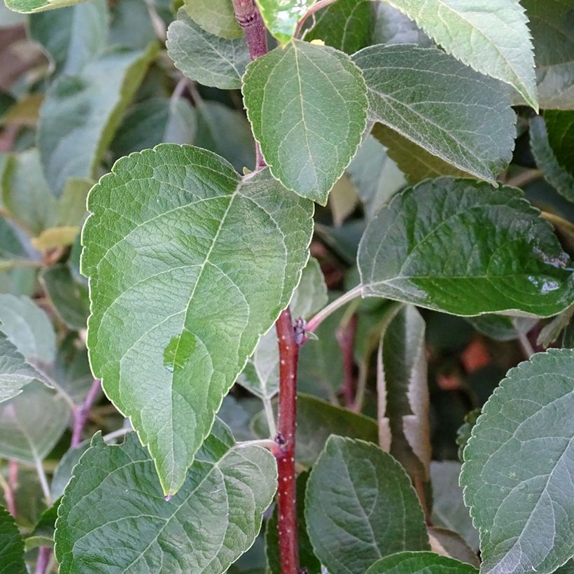 Manzano de flor Evereste (Follaje)