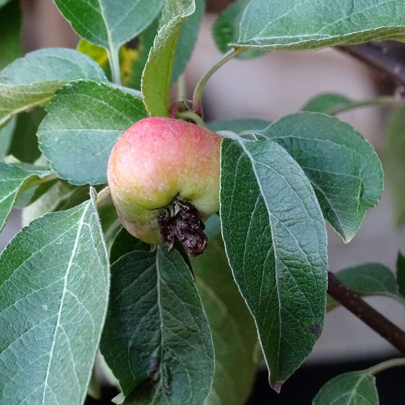 Manzano de flor Evereste (Cosecha)