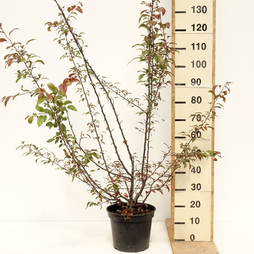 Manzano de flor Coccinella Courtarou Maceta 12L/15LAltura de entrega aprox. 100/+cm Ejemplar entregado en la primavera