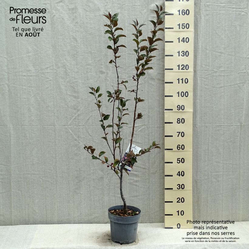 Ejemplar de Manzano de flor Dark Rosaleen Maceta 6L/7LAltura de entrega aprox. 80/100cm entregado en verano