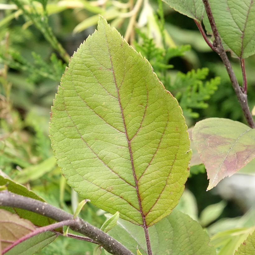 Manzano de flor purpurea Eleyi (Follaje)