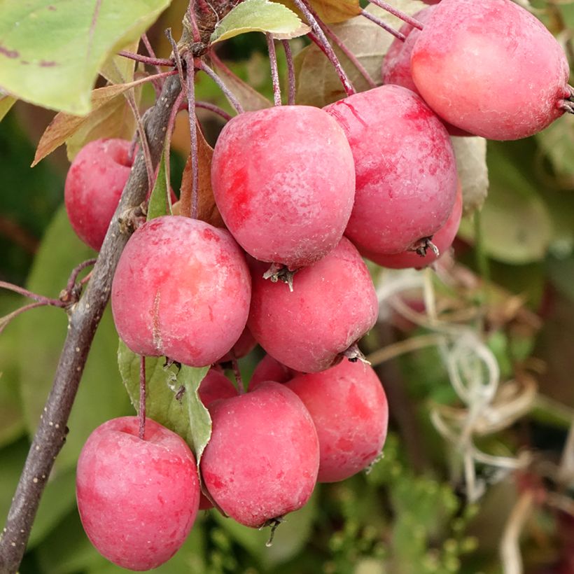 Manzano de flor purpurea Eleyi (Cosecha)