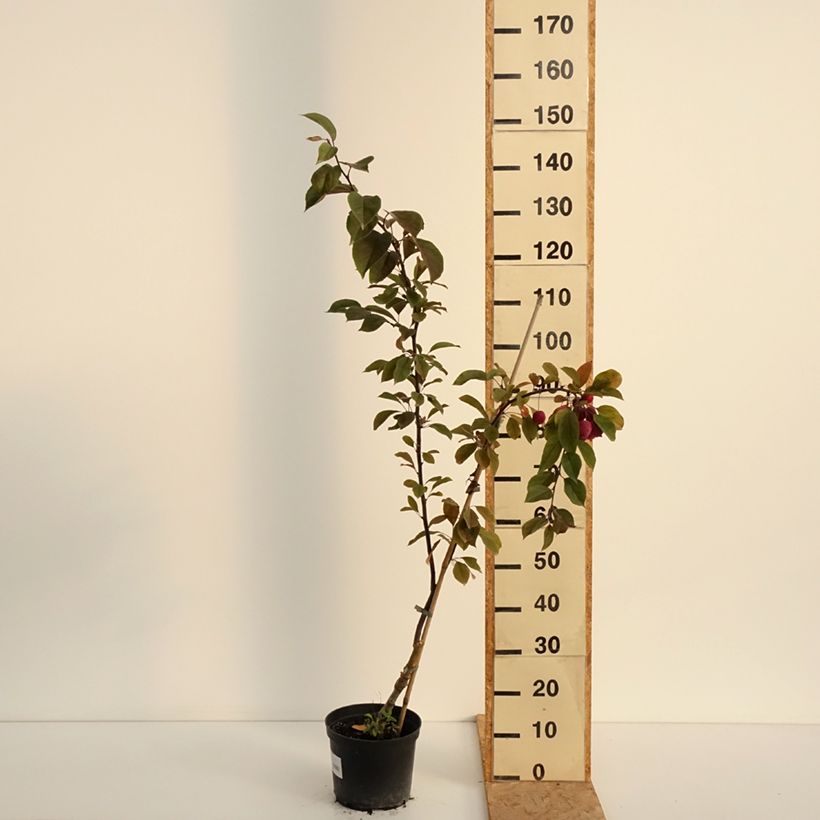 Ejemplar de Manzano de flor purpurea Eleyi Maceta 4L/5L entregado en verano