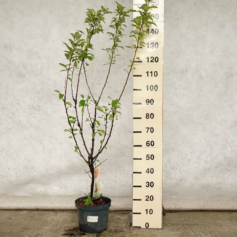 Ejemplar de Manzano de flor Golden Hornet Maceta 7,5L/10LAltura de entrega aprox. 100/140cm entregado en verano