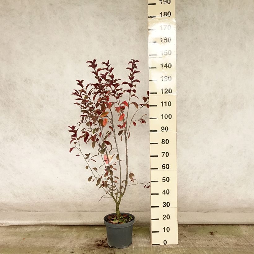 Ejemplar de Manzano de flor Liset Maceta 7,5L/10L entregado en verano
