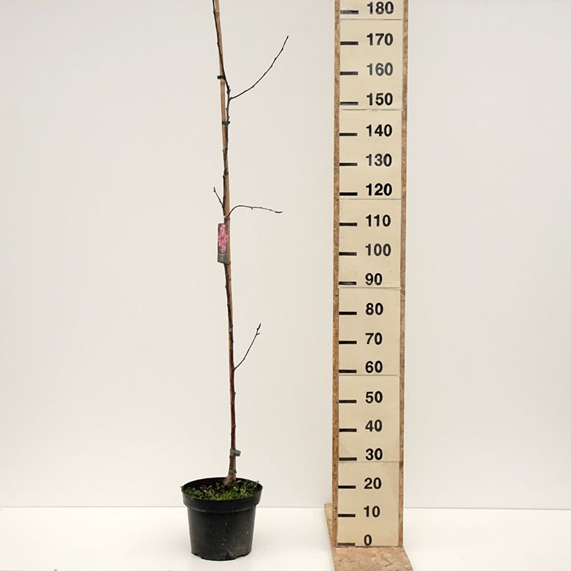 Manzano ornemental Ola Maceta 7,5L/10LAltura de entrega aprox. 200/+cm Ejemplar entregado en invierno