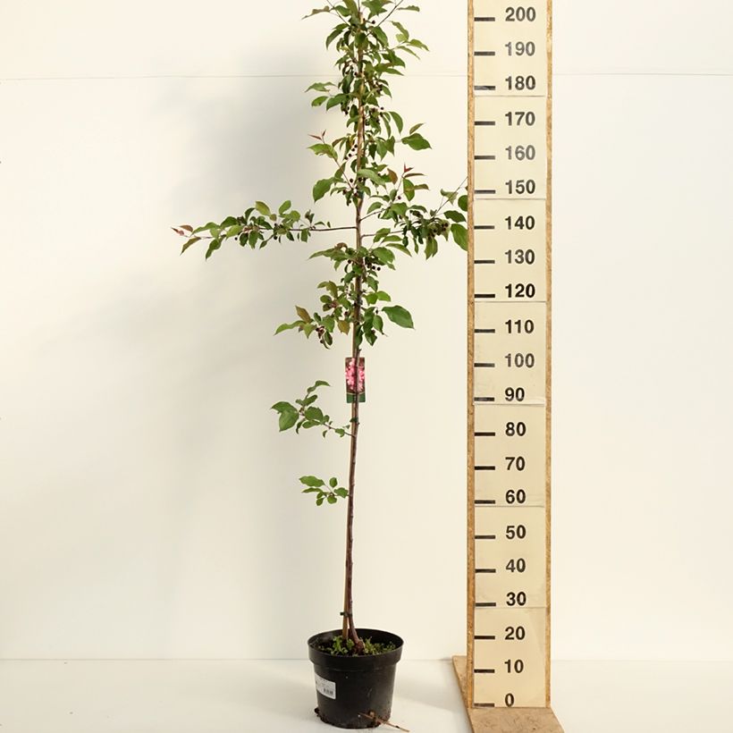 Manzano ornemental Ola Maceta 7,5L/10L Ejemplar entregado en la primavera