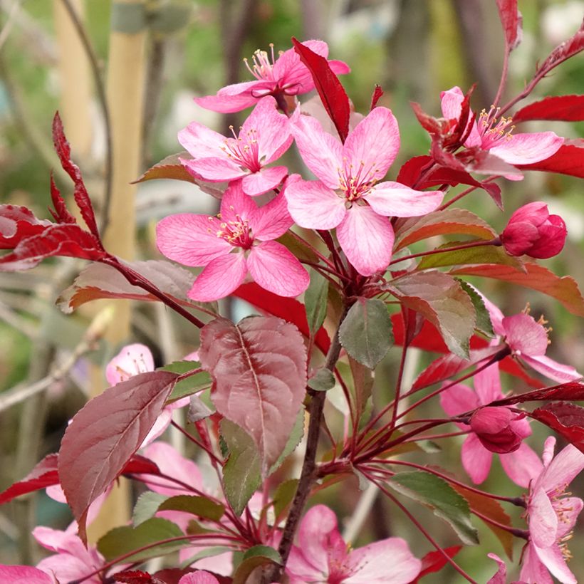 Manzano de flor purpurea Paul Hauber (Floración)
