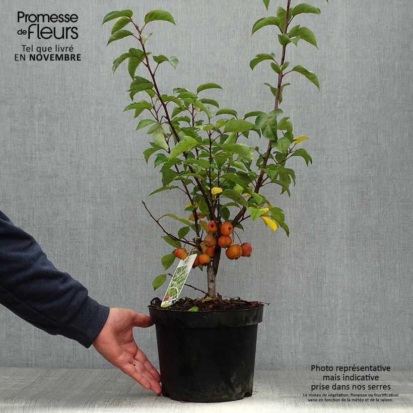 Ejemplar de Manzano de flor Evereste Maceta 3L/4L entregado en otoño
