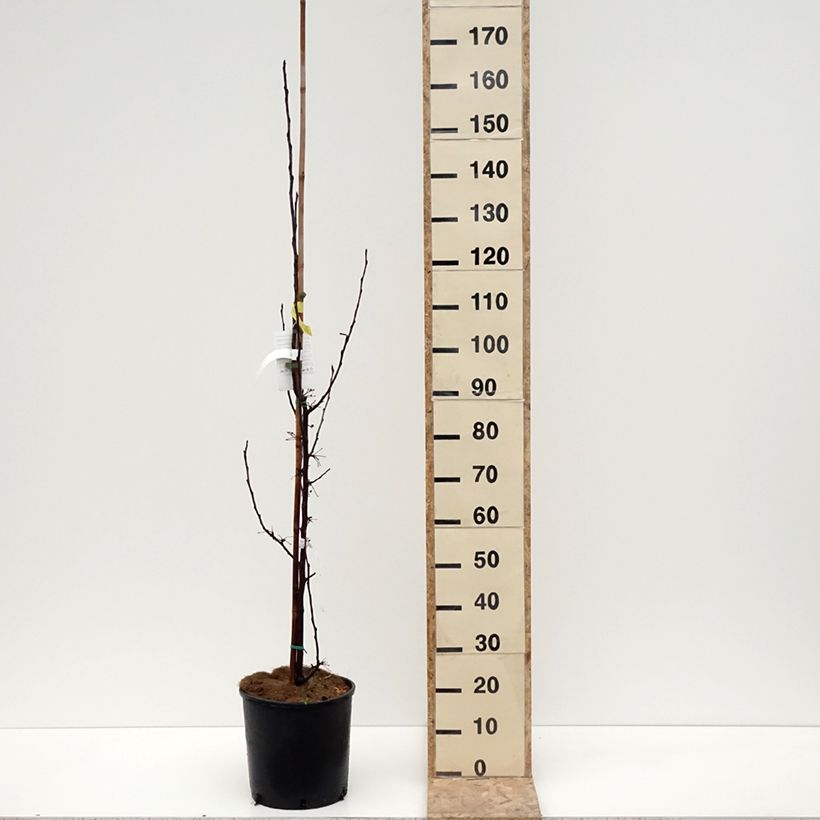 Manzano de flor Red Obelisk Maceta 12L/15LAltura de entrega aprox. 125+cm Ejemplar entregado en invierno