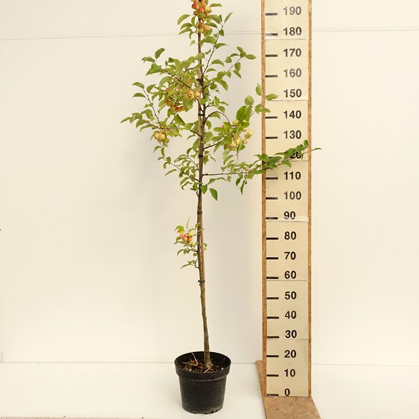 Ejemplar de Manzano de flor Red Sentinel Maceta 6L/7L entregado en verano