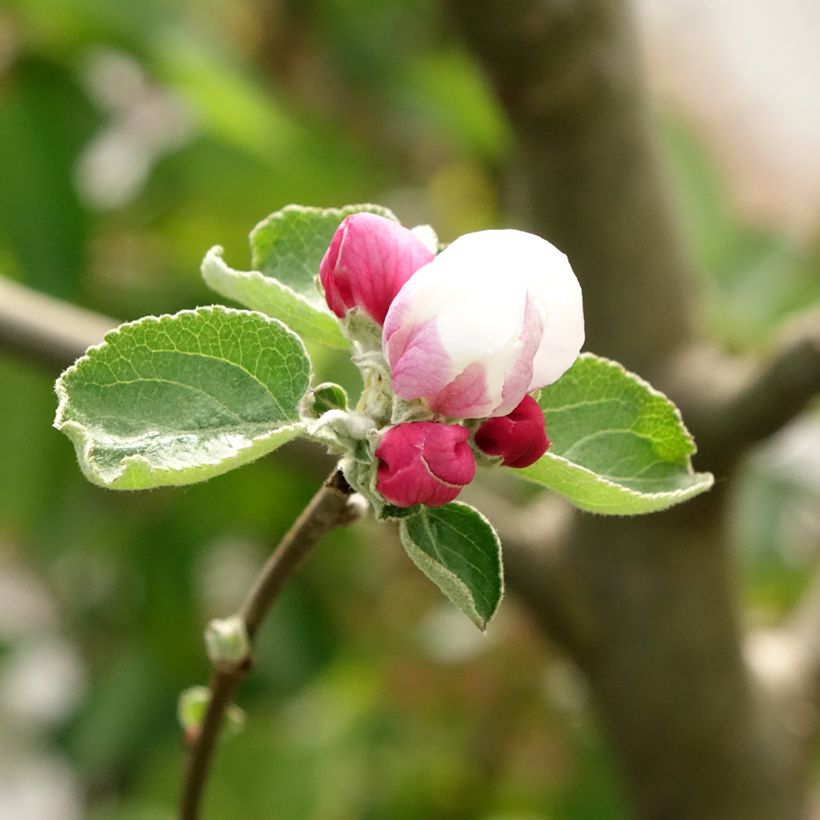 Manzano Double Belle Fleur (Floración)