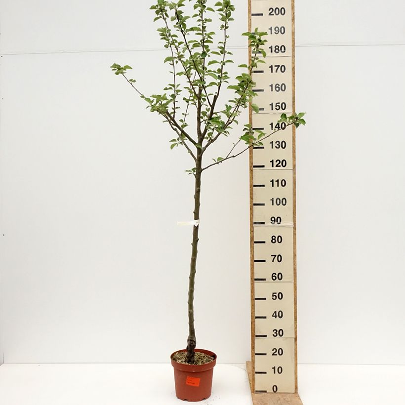 Manzano Double Belle Fleur Maceta 7,5L/10L, Medio talloAltura de entrega aprox. 150/+cm Ejemplar entregado en la primavera