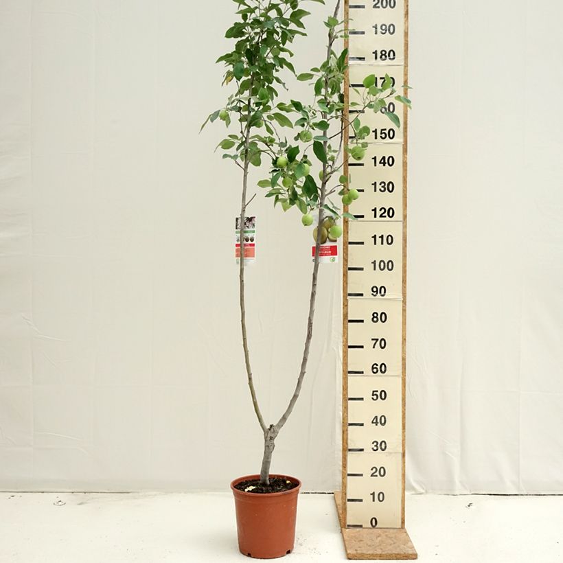 Ejemplar de Pommier Duo Gala et Golden Delicious Maceta 7,5L/10L entregado en verano