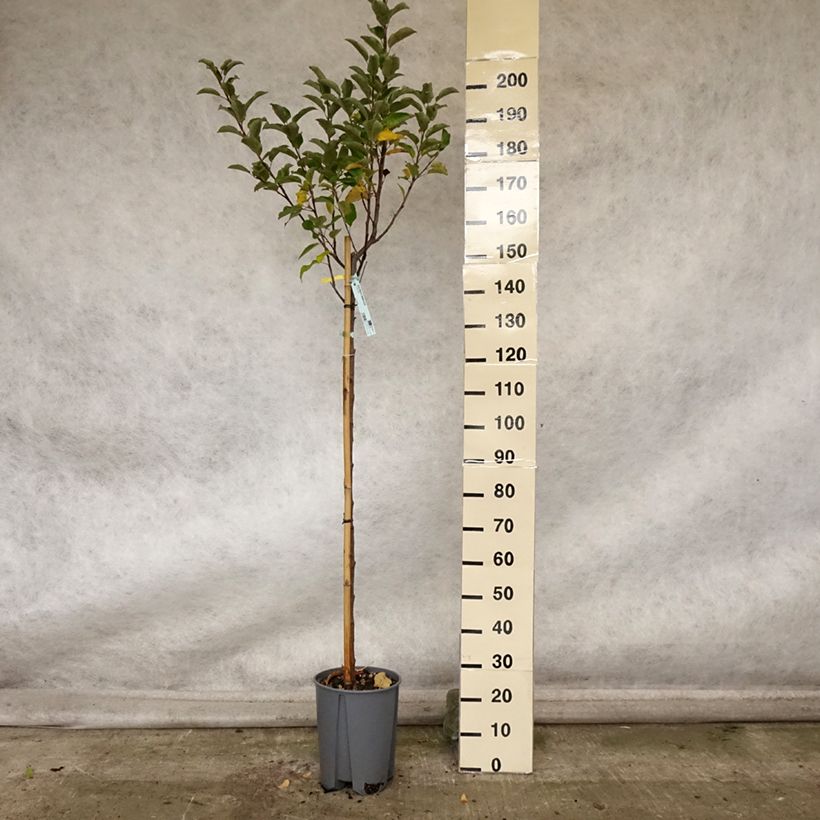 Ejemplar de Manzano Elstar Maceta 7,5L/10L, Medio tallo entregado en otoño