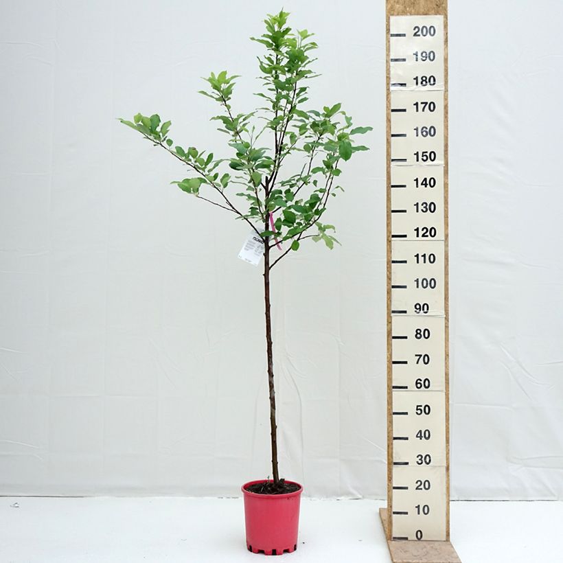 Manzano Fuji Maceta 7,5L/10L, Medio talloAltura de entrega aprox. 140/+cm Ejemplar entregado en la primavera