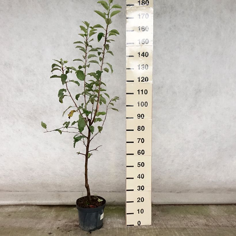 Ejemplar de Manzano Gala Maceta 7,5L/10L, CopaAltura de entrega aprox. 140/160cm entregado en verano