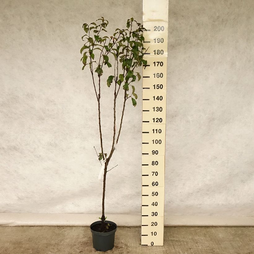 Ejemplar de Manzano Gloster Maceta 7,5L/10L, CopaAltura de entrega aprox. 140/160cm entregado en verano