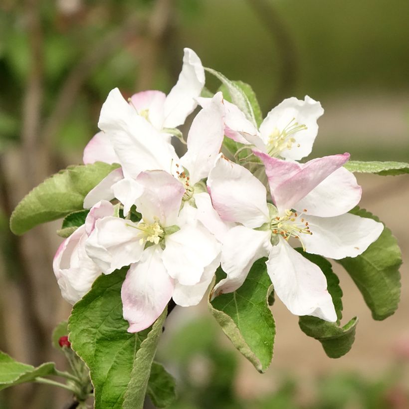 Manzano Granny Smith (Floración)