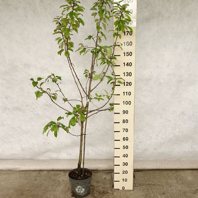 Ejemplar de Manzano Gravenstein Maceta 7,5L/10L, CopaAltura de entrega aprox. 125/150cm entregado en verano