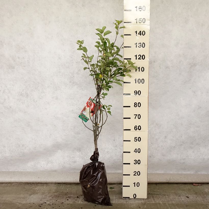 Ejemplar de Manzano Harmonie Cepellón "listo para plantar", CopaAltura de entrega aprox. 90/+cm entregado en verano