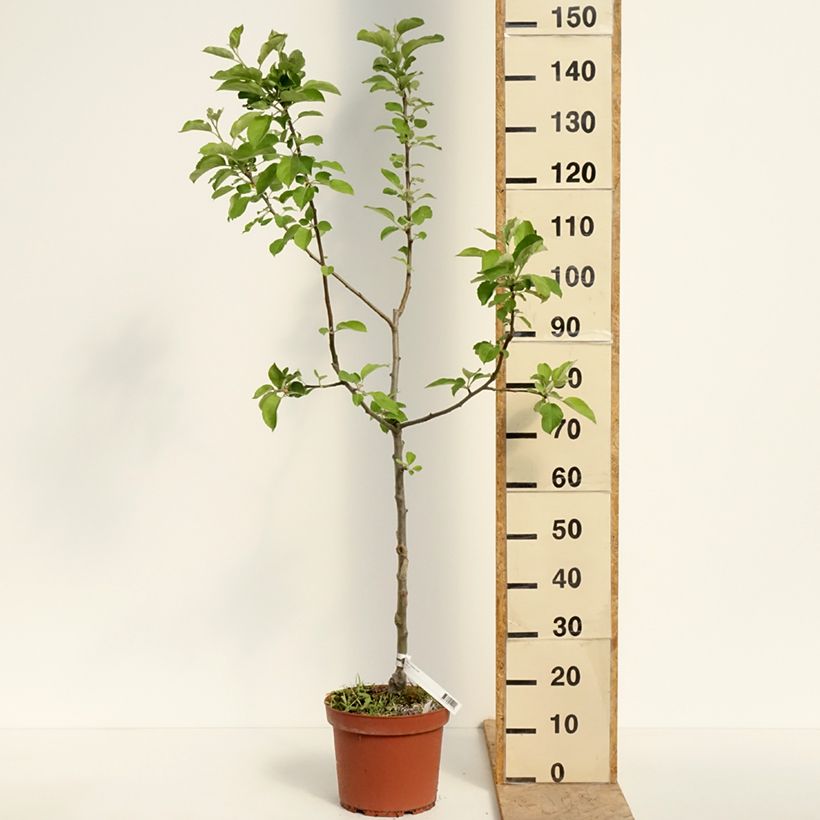 Manzano Jacques Lebel Maceta 7,5L/10L, Copa Ejemplar entregado en la primavera