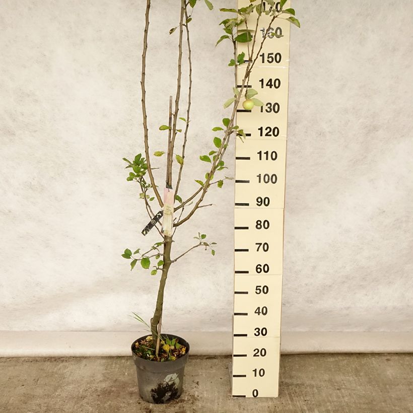 Ejemplar de Manzano James Grieve Maceta 7,5L/10L, CopaAltura de entrega aprox. 125/150cm entregado en verano