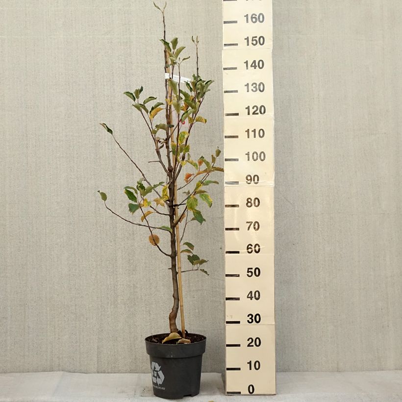 Ejemplar de Manzano de flor Karneval - Malus domestica Maceta 7,5L/10L, Copa entregado en otoño