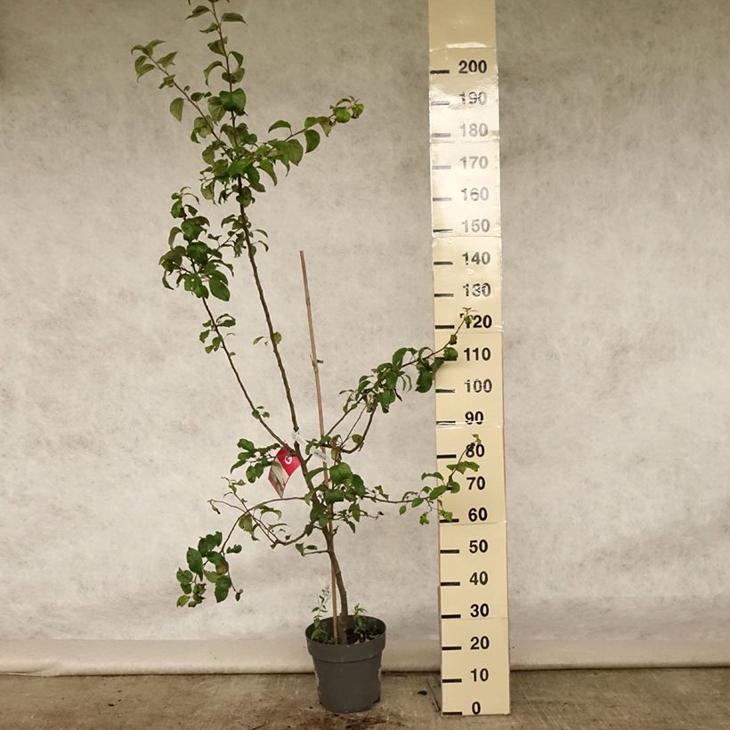Ejemplar de Manzano Braeburn Maceta 7,5L/10L, CopaAltura de entrega aprox. 125/150cm entregado en verano