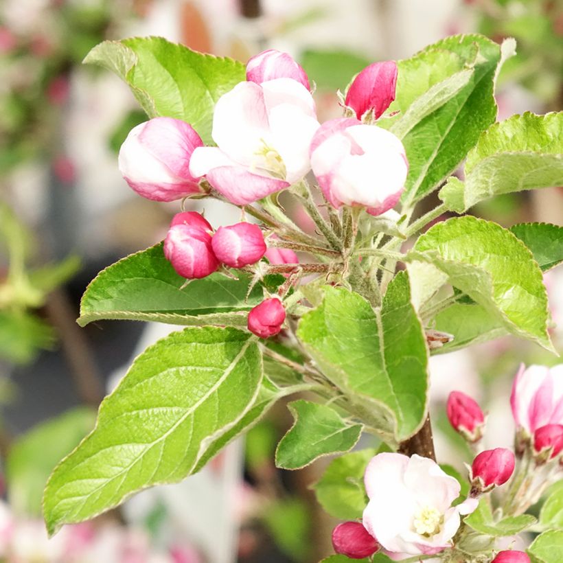 Manzano Braeburn (Floración)