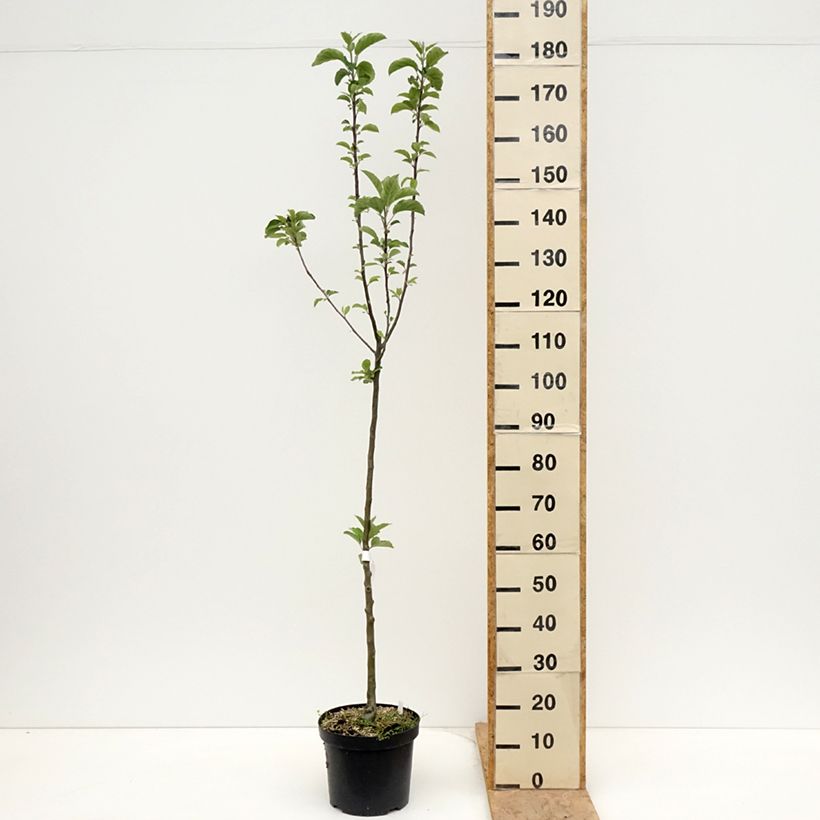 Manzano Braeburn Maceta 7,5L/10L, VástagoAltura de entrega aprox. 80/100cm Ejemplar entregado en la primavera