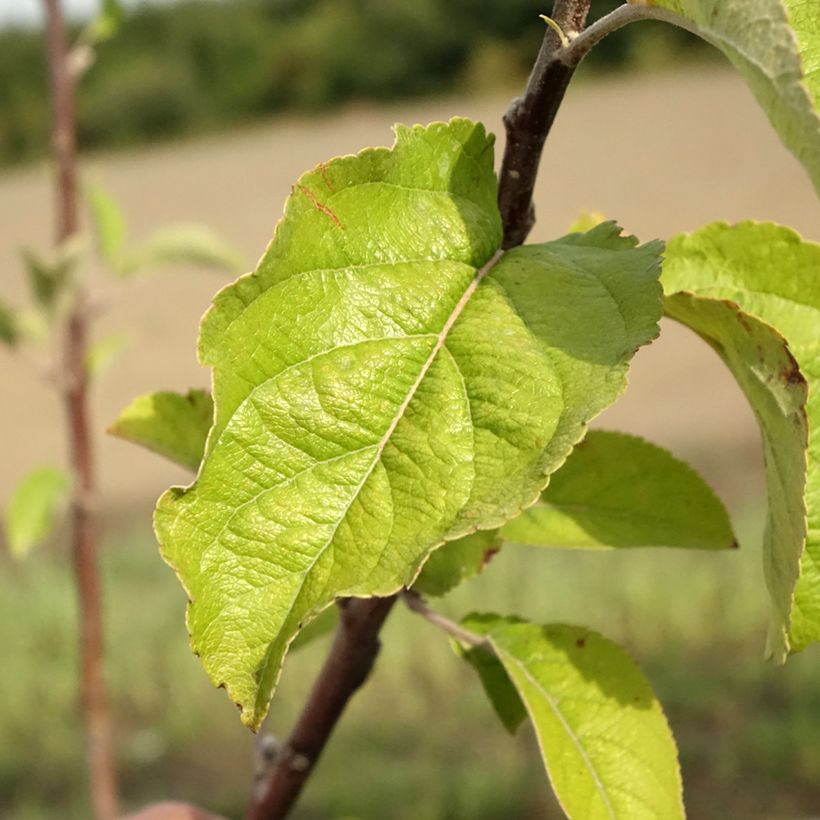 Manzano Braeburn (Follaje)