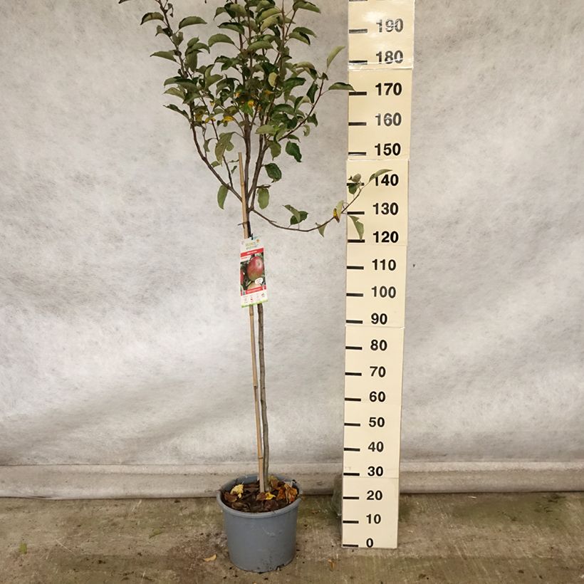 Ejemplar de Manzano Idared Maceta 12L/15L, Medio tallo entregado en otoño