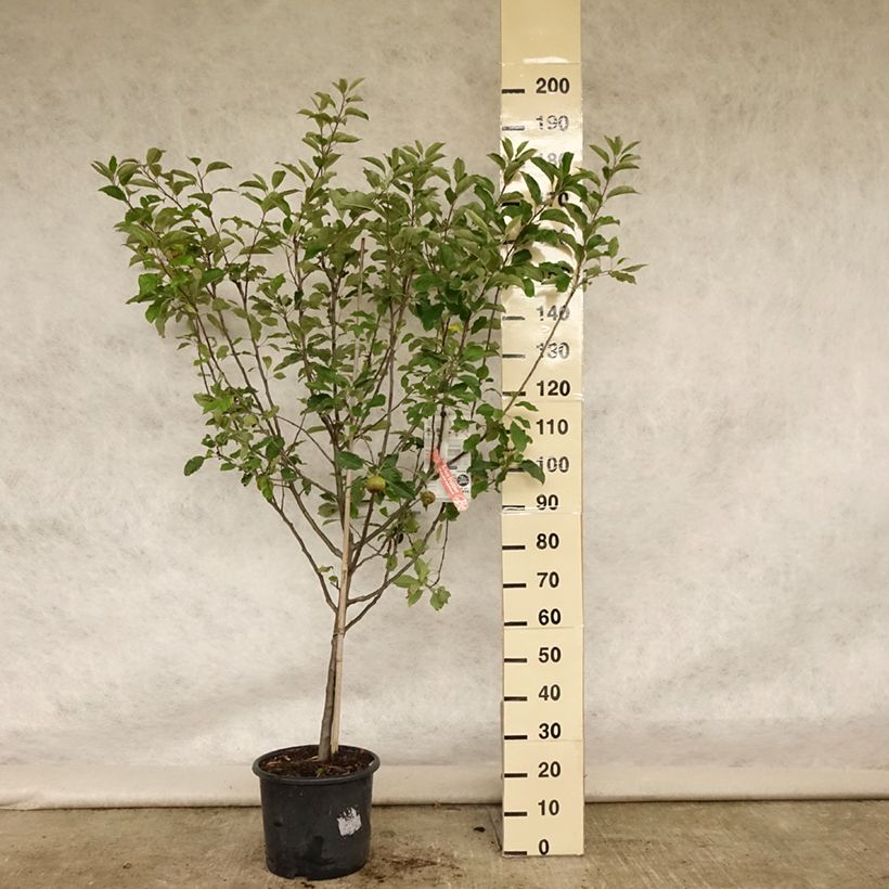 Ejemplar de Manzano Melrose Maceta 7,5L/10L, CopaAltura de entrega aprox. 140/160cm entregado en verano