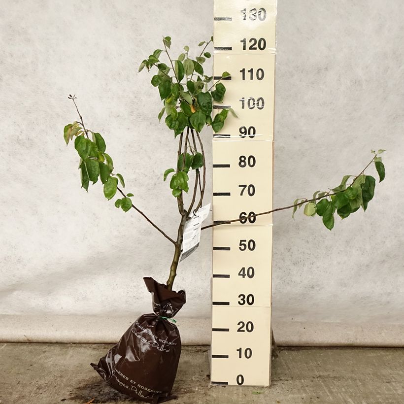 Ejemplar de Manzano Rambour d'Hiver Cepellón "listo para plantar", CopaAltura de entrega aprox. 90/+cm entregado en verano