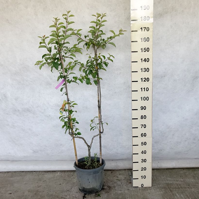 Ejemplar de Manzano Reine des Reinettes Maceta 12L/15L, Poda palmeta simple UAltura de entrega aprox. 100/125cm entregado en verano