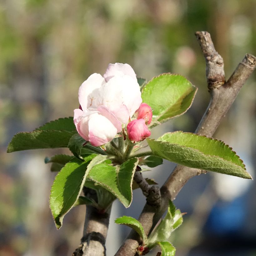 Manzano Reinette Blanche du Canada (Floración)