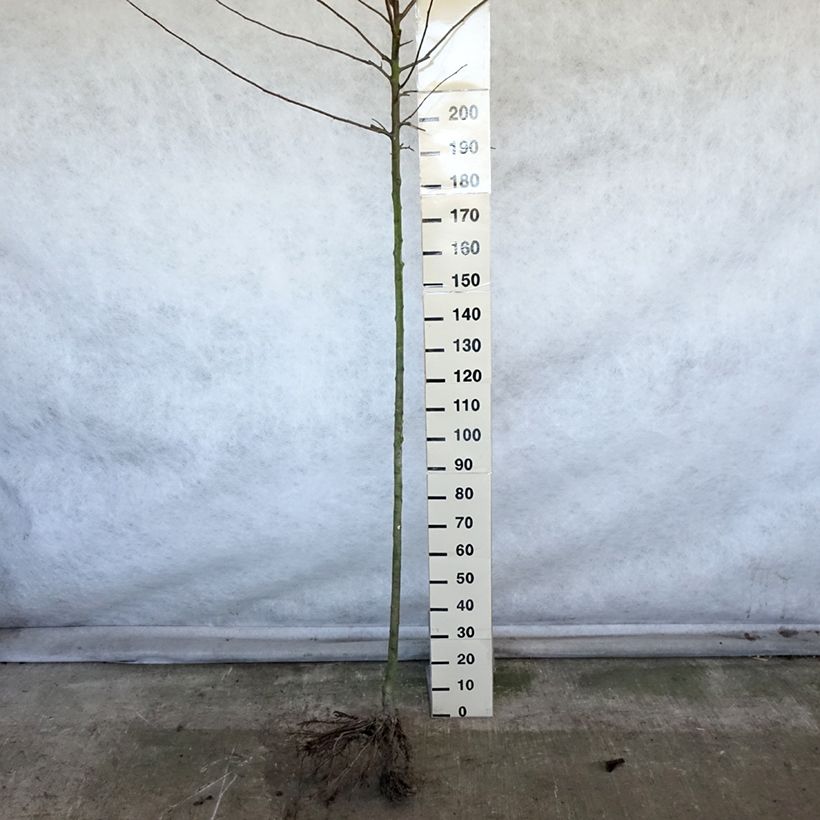 Manzano Reinette Etoilée Raíces desnudas, Tallo altoAltura de entrega aprox. 250cm Ejemplar entregado en invierno
