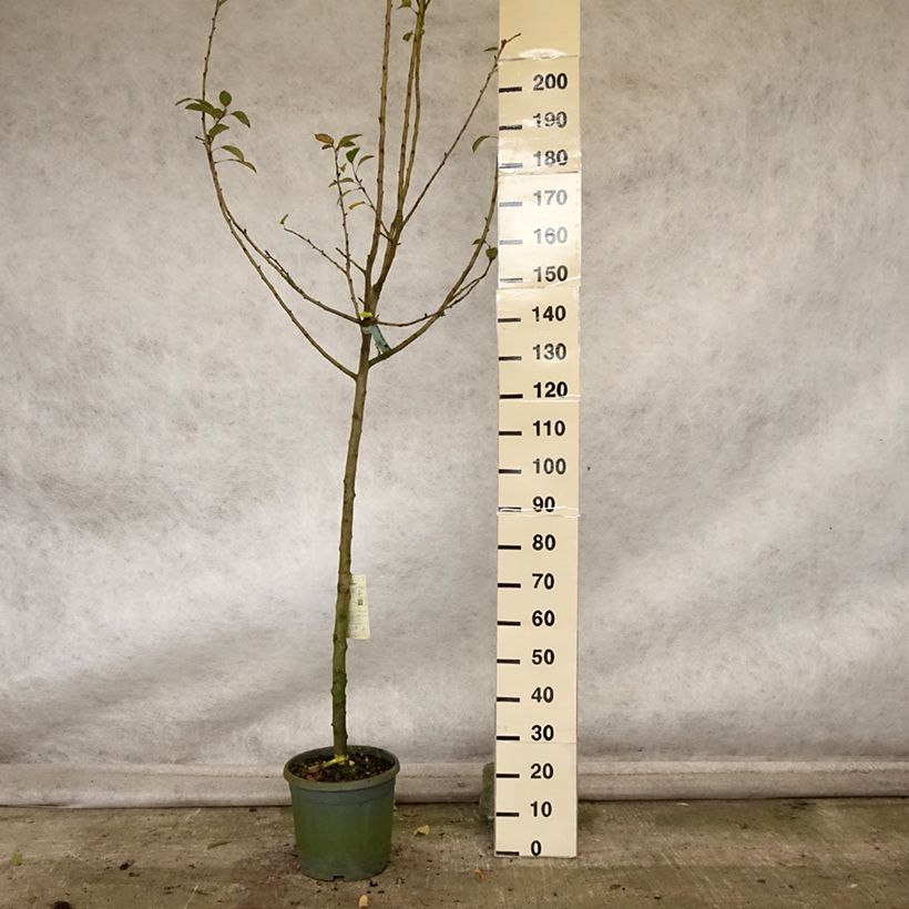 Ejemplar de Manzano Reinette grise du canada Maceta 7,5L/10L, Medio tallo entregado en otoño