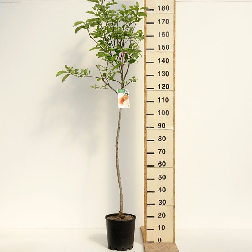 Manzano Royal Gala Maceta 12L/15L, Medio talloAltura de entrega aprox. 200/220cm Ejemplar entregado en la primavera